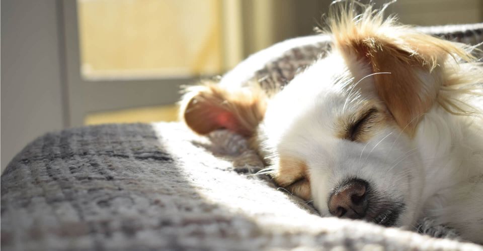 Pets allowed in the Tours hotel