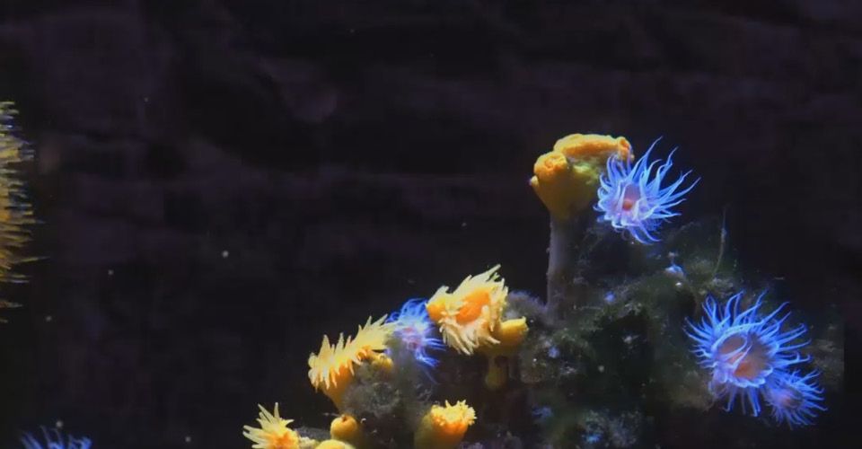 marinarium concarneau