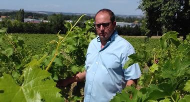 Local wine producer near Toulouse