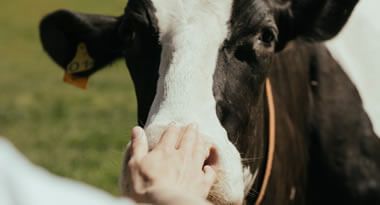 Ferme laitière avec laquelle nous travaillons