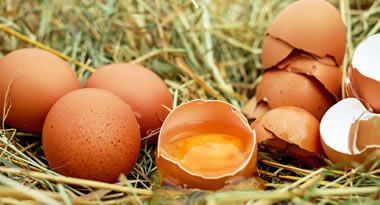 Local farm where eggs are laid