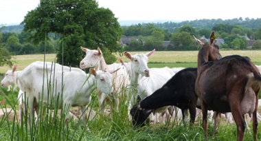 producteurs locaux brit hotel bagnoles de l'orne 6