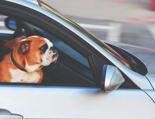 Your dog can sleep in the hotel