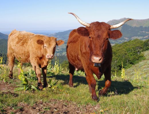 Auvergne-Rhône-Alpes