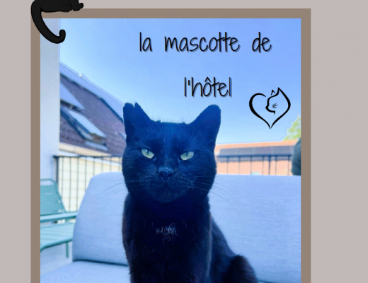 Enjoy the comfort of our 2, 3 or 4 star hotels throughout France