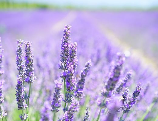 Provence-Alpes-Côte d'Azur