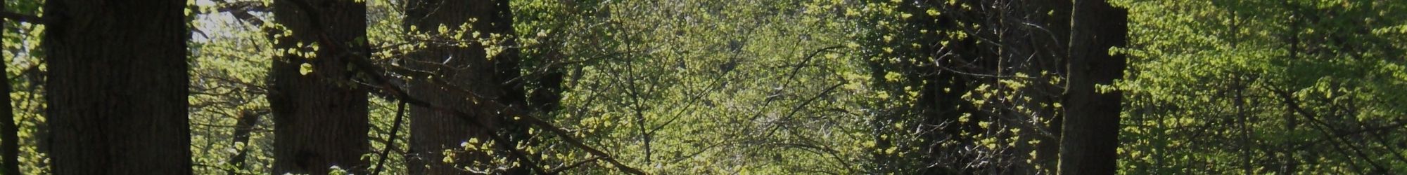 Forêt près de Loudéac